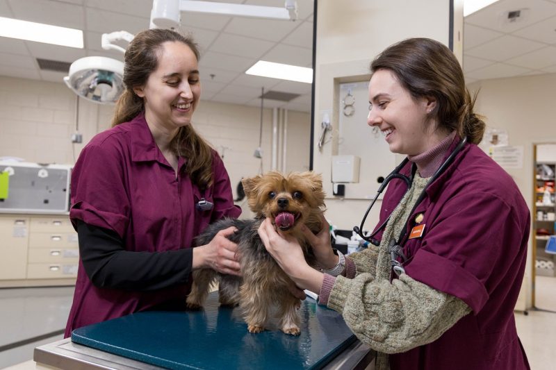 Two students examining a small dog in a hospital room.